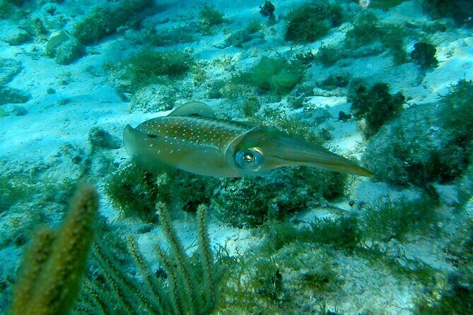 4 Stops Tour: Stingray, Snorkeling, Starfish & 7 Mile Beach - Frequently Asked Questions