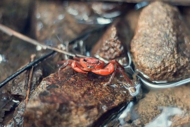 4-Waters Eco-Adventure Trip from Phuket Including Lunch - Who Should Consider This Tour?