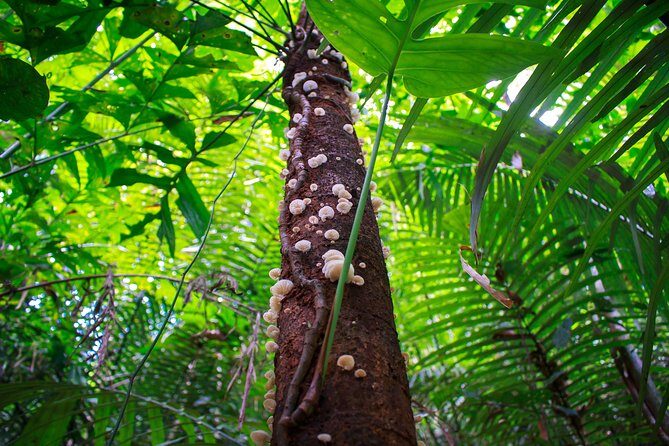 4-Waters Eco-Adventure Trip from Phuket Including Lunch - FAQs