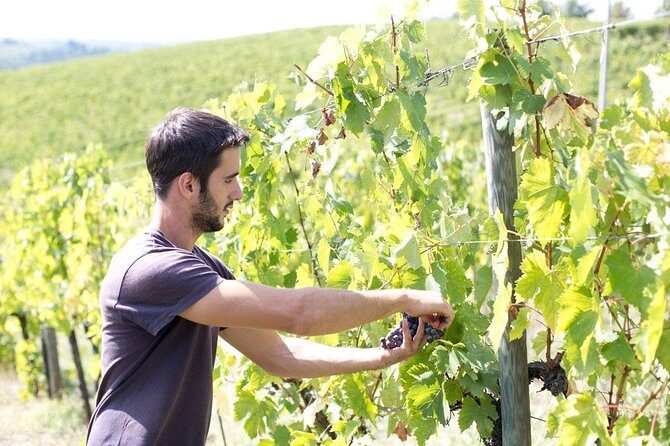 4 Wines Tasting with 2 Tuscan Cheeses & Tour at the winery - Final Thoughts