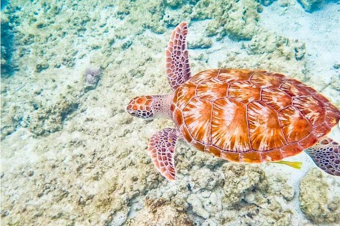 4H 42' Azimut Yacht All-Inclusive from Tulum & Playa del Carmen. - Final Thoughts