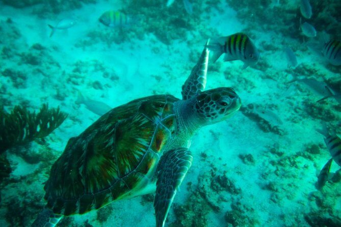 4H private 40' Yacht All-Inclusive in Tulum & Playa del Carmen - Final Thoughts: Who Should Book This Tour?