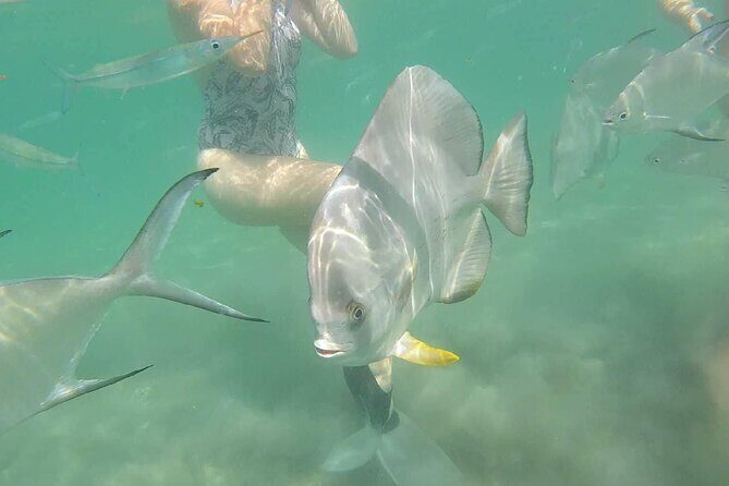 4H Snorkeling and Fishing Cruise on Magnetic Island - Practicalities: What You Need to Know