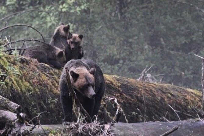 4hr Custom Private Tour of Ketchikan (14 People) Wildlife + More - The Sum Up