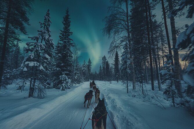 4hr Dog Sledding Tour under the Northern Lights - The Experience in Detail