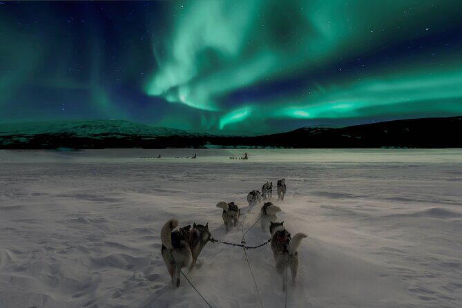 4hr Dog Sledding Tour under the Northern Lights - Authenticity and Reviewer Insights