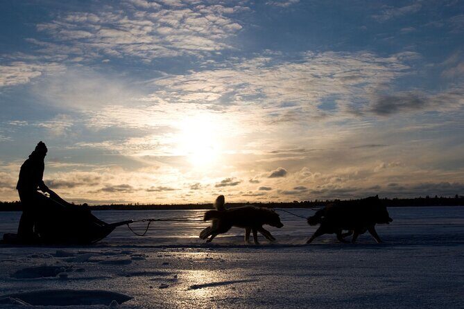 4hr Dog Sledding Tour under the Northern Lights - Who Should Consider This Tour?