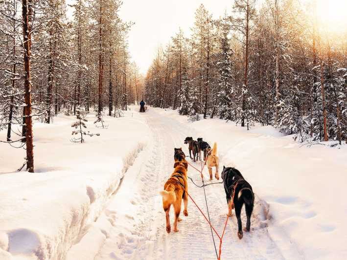 4hr Dog Sledding Trip on Finnmarksvidda - What to Expect on the Finnmarksvidda Dog Sledding Tour
