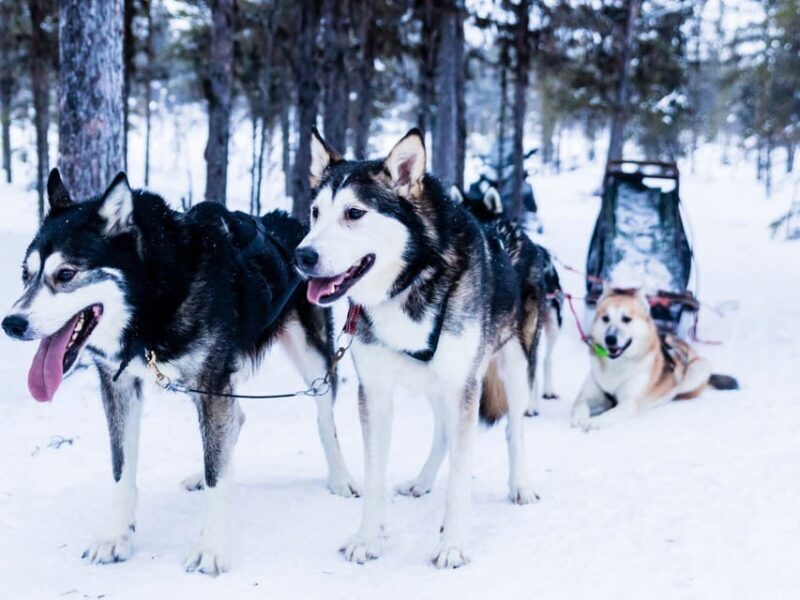 4hr Dog Sledding Trip on Finnmarksvidda - Why This Tour Delivers Great Value