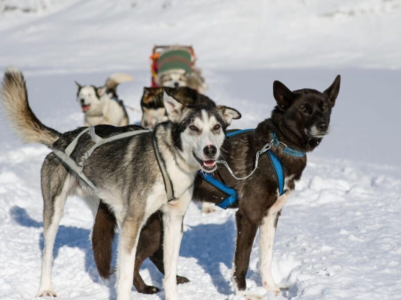 4hr Dog Sledding Trip on Finnmarksvidda - Final Thoughts: Is This Tour Right for You?