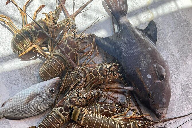 4HR-Halfday Private Fishing Tour in Gracebay - Who Will Love This Tour?