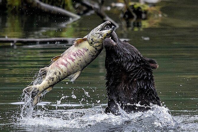 4hr Ketchikan Private custom tour (4 people) Wildlife + More - A Deep Dive into the 4-Hour Ketchikan Private Tour