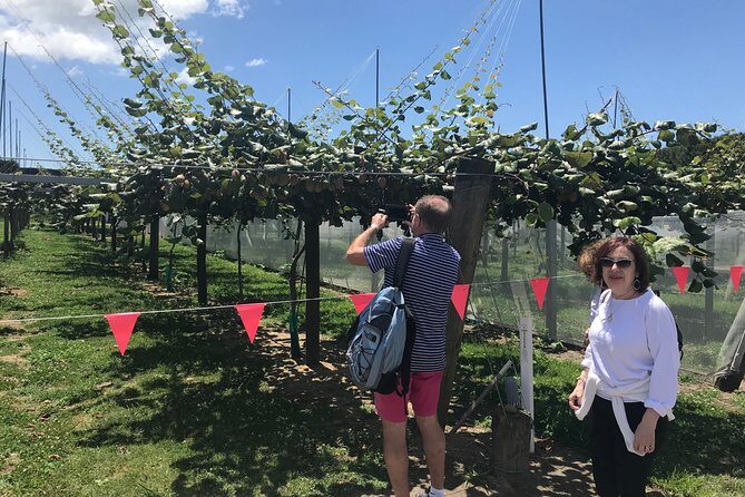 4hr Tauranga Scenic History and Tasting Tour FREE Kiwifruit Tasting - The Sum Up: Who Should Consider This Tour?