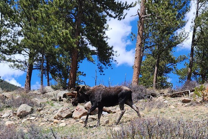 4WD Panoramic Peak Photo Tour in Estes Park - Key Points