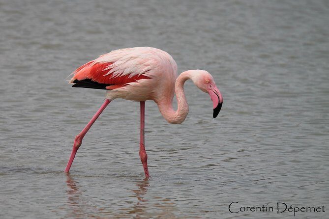 4x4 Camargue Safari 4h - Private Tour - Departure from Arles - The Sum Up