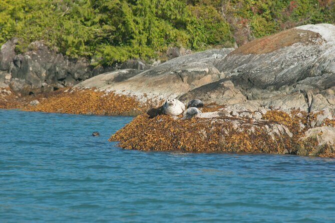 5-Day Adventure Tour in Vancouver Island Exploration - Day 4: Tofino and West Coast Adventure