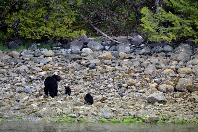 5-Day Adventure Tour in Vancouver Island Exploration - Day 5: Coastal Beauty & Farewell