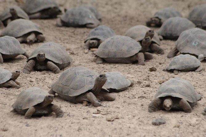 5-Day All-Inclusive Galapagos: Isabela and Santa Cruz Island - Practical Tips for Future Travelers