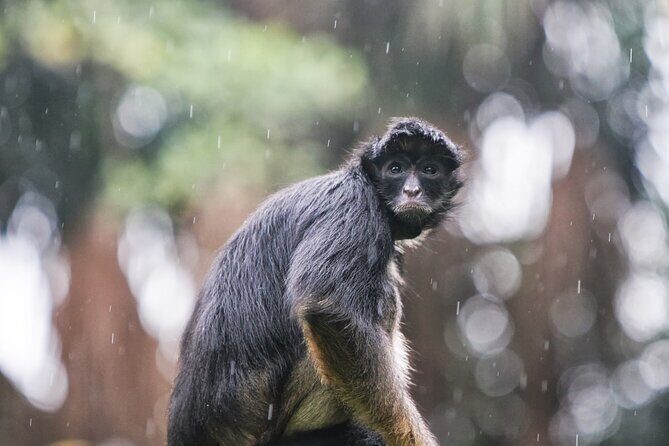 5-Day All Inclusive Guided Jungle Tour from Iquitos at Maniti Eco-Lodge - Who Should Consider This Tour?