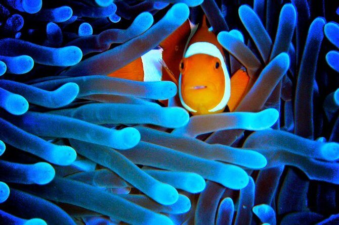 5-Day Best of Cairns with Daintree, Kuranda, and Great Barrier Reef - Experience the Best of Cairns in Five Days
