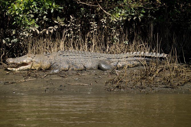5-Day Best of Cairns with Daintree, Kuranda, and Great Barrier Reef - Analyzing the Value