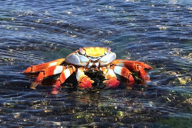 5-Day Galapagos Island Hopping Tour: Los Tuneles and Isabela - Key Points