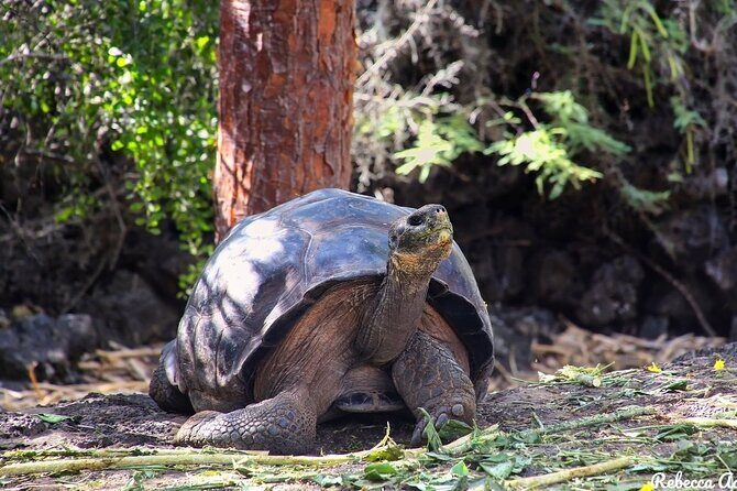 5-Day Galapagos Island Hopping Tour: Los Tuneles and Isabela - Who Would Enjoy This Tour?