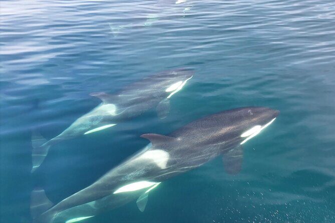 5 Day Jetski Expedition: Southeast Alaskan Adventure from Juneau - What Makes This Tour Stand Out?