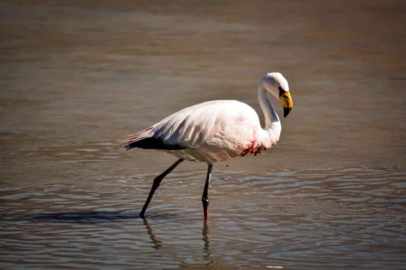 5-Day La Paz to Uyuni via Sajama - Small Group Overland Tour - FAQ