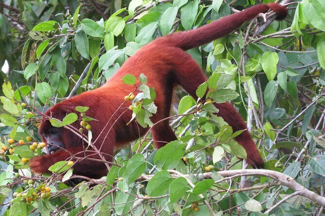 5-Day Manu Expedition . - Exploring the Heart of the Amazon: A Detailed Review of the 5-Day Manu Expedition