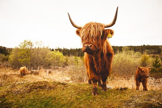 5-Day Orkney & Northern Coast Tour from Edinburgh Incl Admissions - Practical Details and Tips