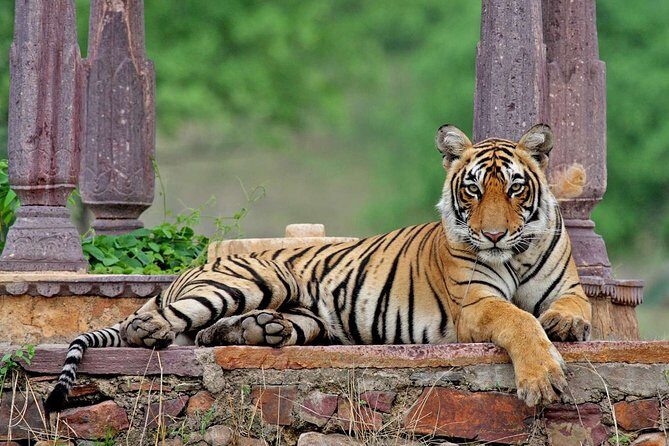 5-Day Private Golden Triangle & Ranthambore Tiger Safari Tour - Why Choose This Tour?