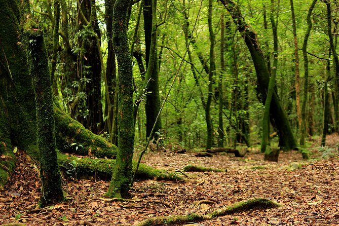 5-Day Private Tour in Meghalaya with Meals and Accommodation - Final Thoughts: Is It Worth It?