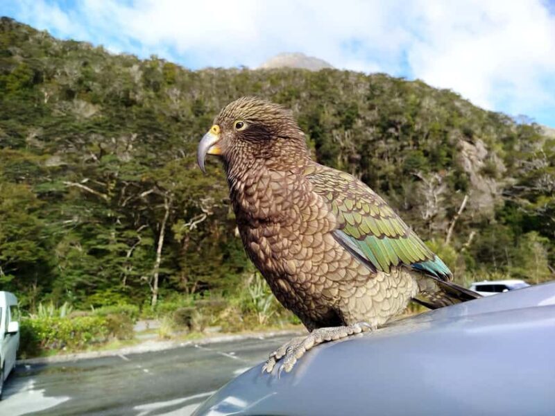 5 Day South Island New Zealand Private Tour from Queenstown - An In-Depth Look at the 5-Day Itinerary