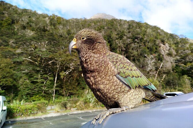 5 Day South Island Tour from Queenstown including Stewart Island - Who Is This Tour Best For?