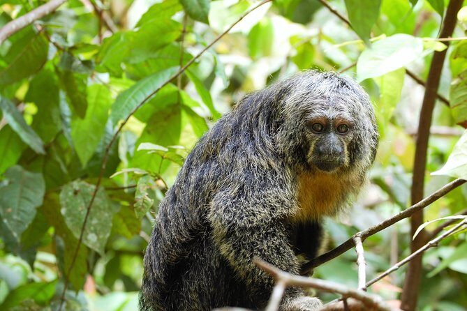 5-Day Wildlife of the Pacaya National Park from Iquitos - A Deep Dive into the Amazon Adventure