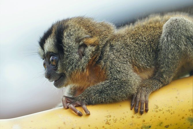 5-Day Wildlife of the Pacaya National Park from Iquitos - FAQ