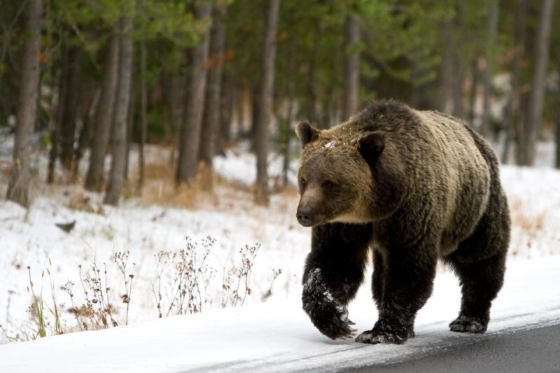 5-Day Winter Yellowstone Wildlife Tour - Practical Considerations