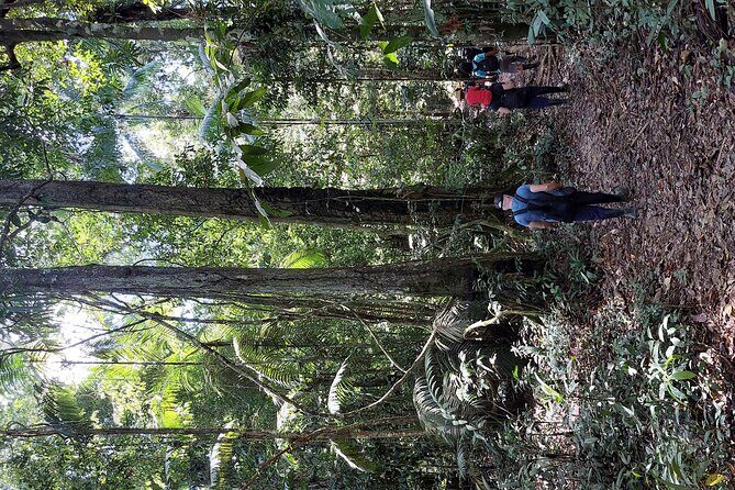 5 Days 4 Nights Culture and Nature of the Amazon - Day 4: Monkey House and Flooded Forest