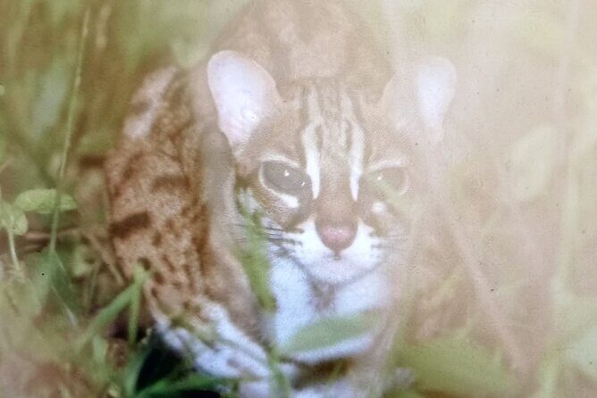 5 Day's 4 Night's jungle Tour trekking in Bukit Lawang - Exploring the Bukit Lawang Jungle Trek