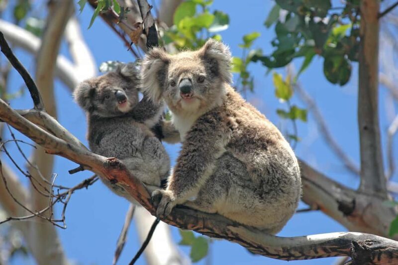 5 Days 4 Nights: Melbourne Package tour - A Deep Dive into the 5-Day Melbourne Package Tour