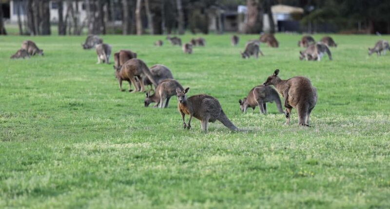 5 Days 4 Nights: Melbourne Package tour - Practical Insights and Final Thoughts