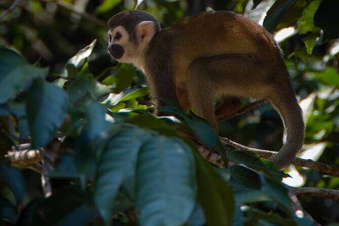 5 Days Cuyabeno Amazon Experience at Waita Lodge - Key Points