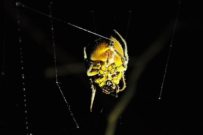 5 Days Cuyabeno Amazon Jungle with accommodation in Tucan Lodge - Key Points