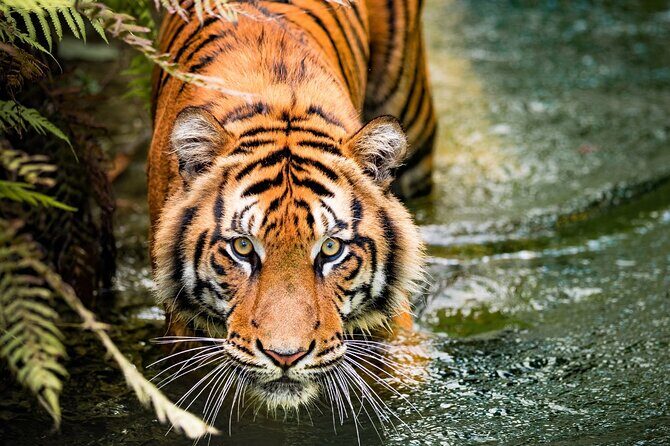 5 Days Golden Triangle with Ranthambore (Delhi Agra Jaipur Ranthambore Tour) - A Closer Look at the Itinerary and Experience