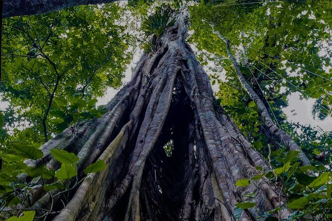 5 Days Guided Manu Amazon Tour - A Deep Dive into the Manu Amazon Tour Experience