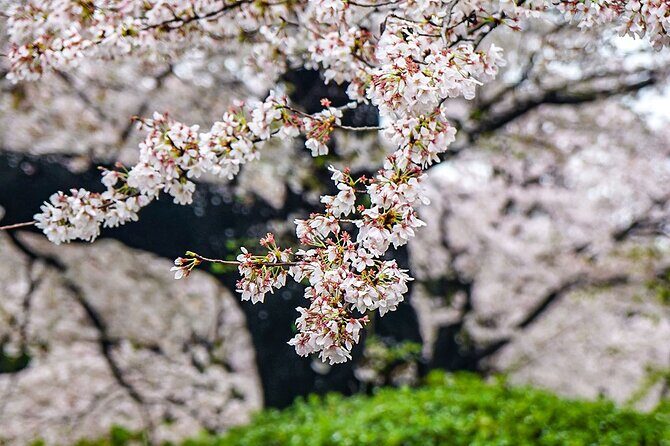 5 Days Japan Private Tour Around Hokkaido - An In-Depth Look at the 5-Day Hokkaido Private Tour