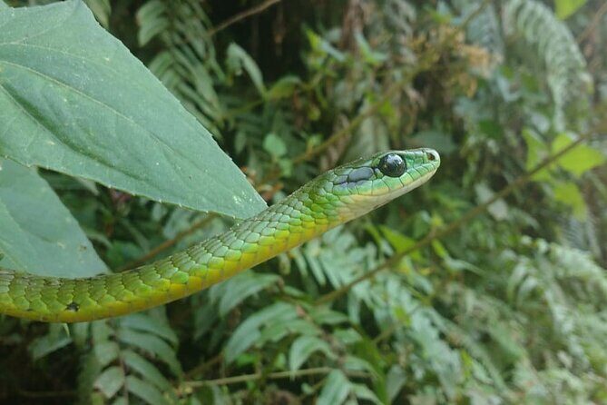 5 - Days Manu Jungle Tour with Hot Springs and Falls - Frequently Asked Questions