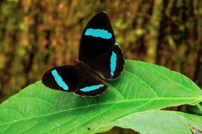 5 Days Manu Park Tour - Who Should Book This Tour?