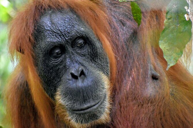 5 Days North Sumatera Adventure : Bukit Lawang & Mount Sibayak - Experience the Charm of North Sumatera in 5 Days